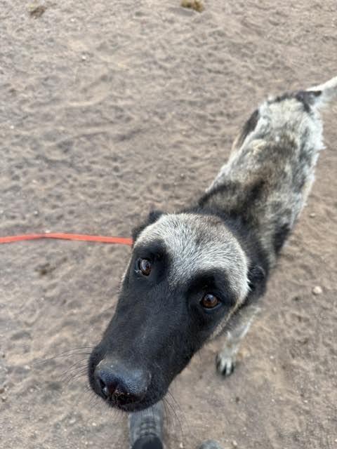 Enlarge Charley, a Adoptable German Shepherd Dog in Hobbs, NM image 3/4