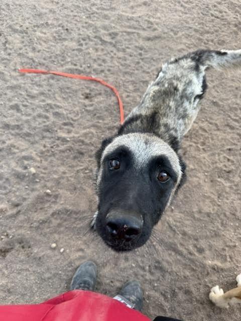 Enlarge Charley, a Adoptable German Shepherd Dog in Hobbs, NM image 4/4