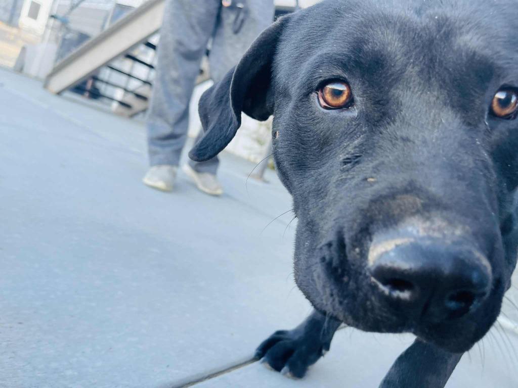 Willie, a Adoptable mixed breed in Green River, WY image 1/6