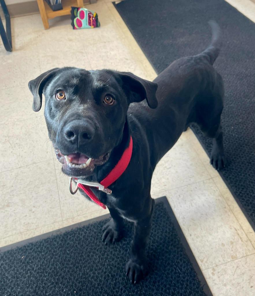 Willie, a Adoptable mixed breed in Green River, WY image 2/6