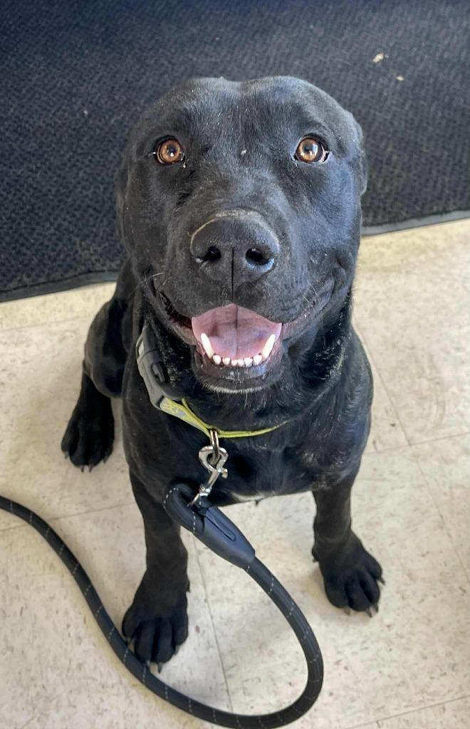 Willie, a Adoptable mixed breed in Green River, WY image 5/6
