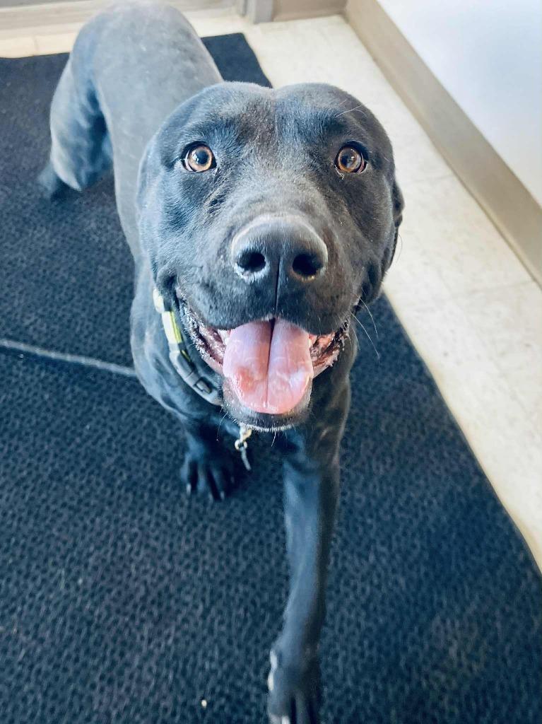 Willie, a Adoptable mixed breed in Green River, WY image 6/6