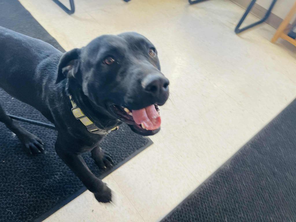 Enlarge Willie, a Adoptable mixed breed in Green River, WY image 6/6