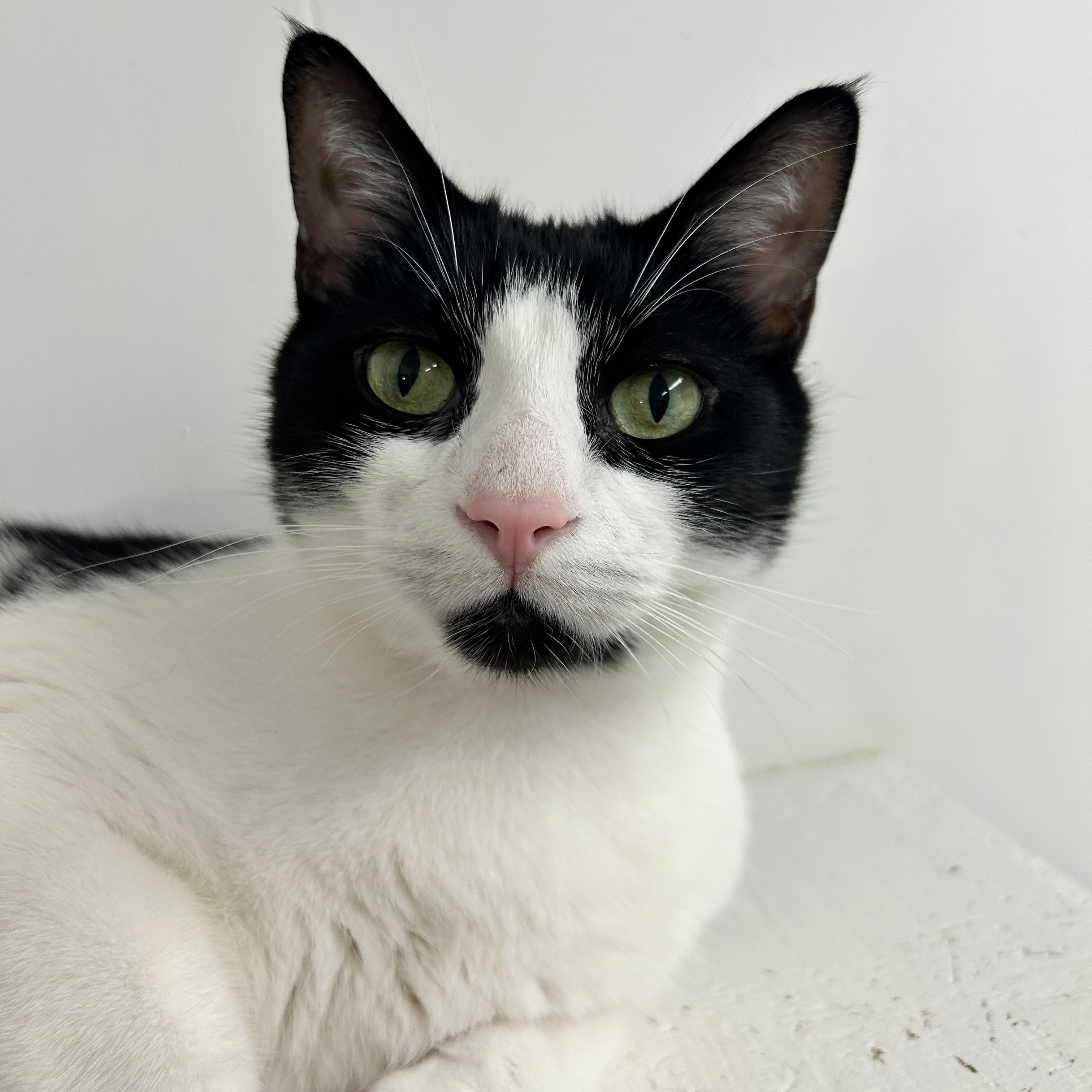 Egg Drop, ADOPTABLE, Adult Male Domestic Short Hair.