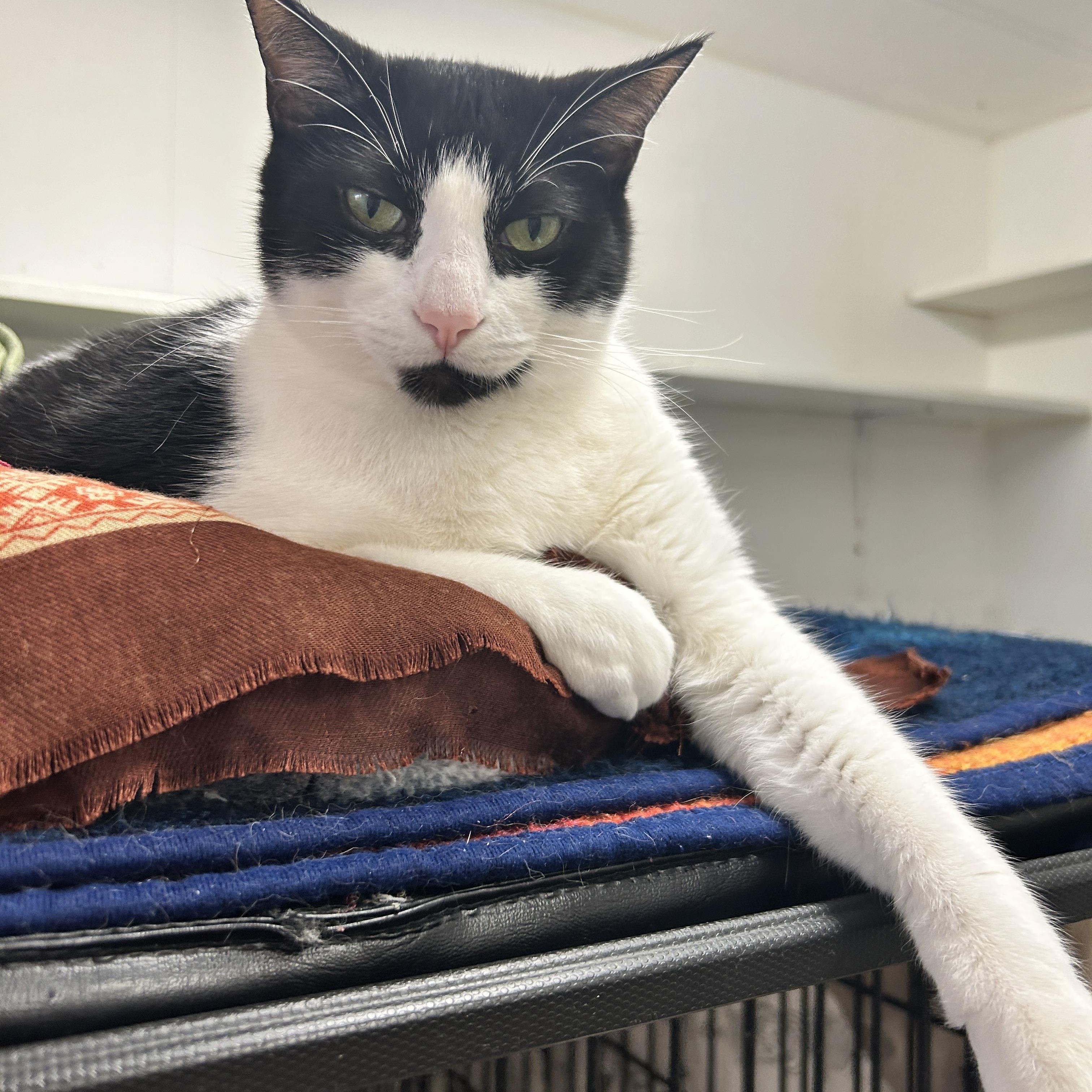 Egg Drop, a ADOPTABLE Domestic Short Hair in Maple Ridge, BC image 4/6