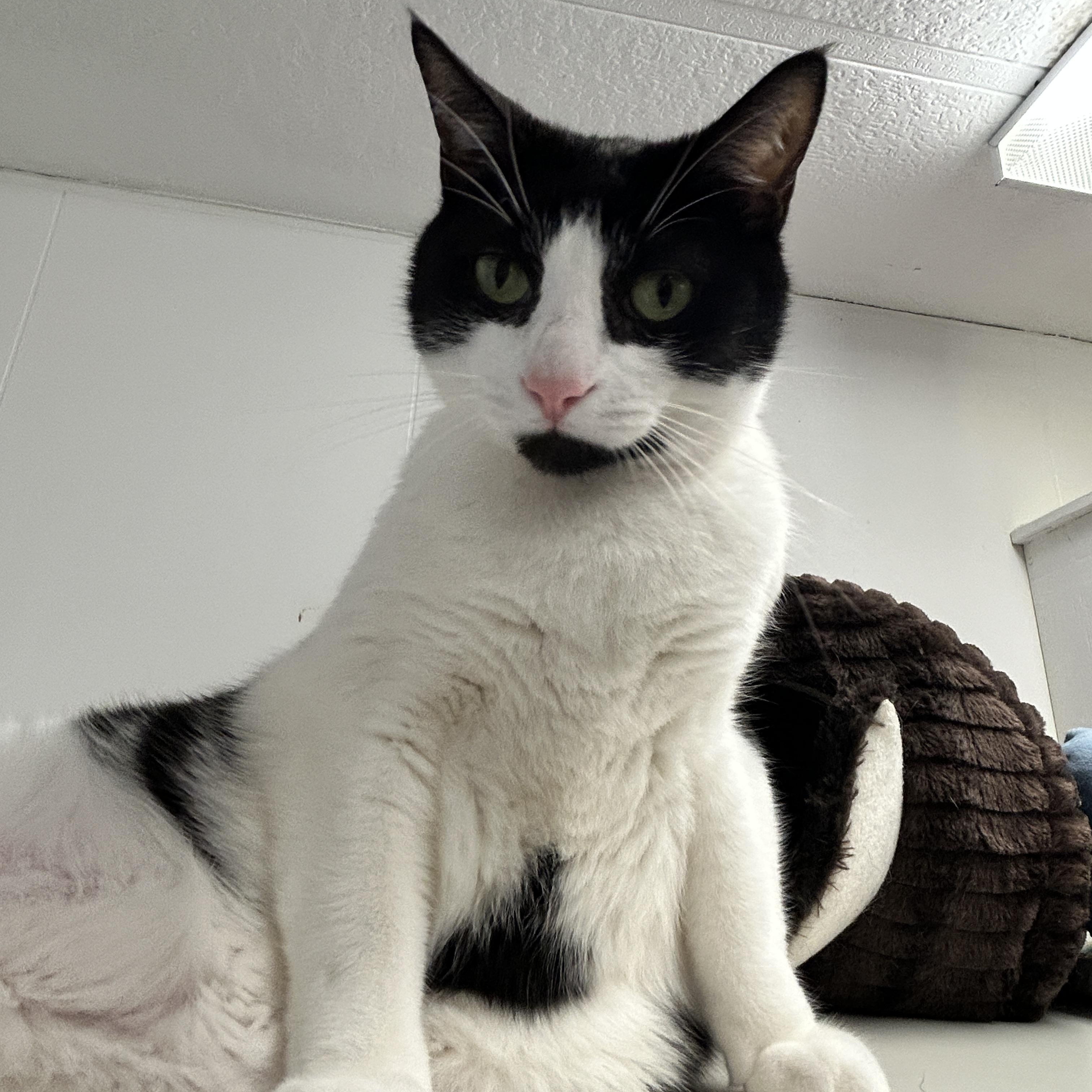 Egg Drop, a ADOPTABLE Domestic Short Hair in Maple Ridge, BC image 2/6