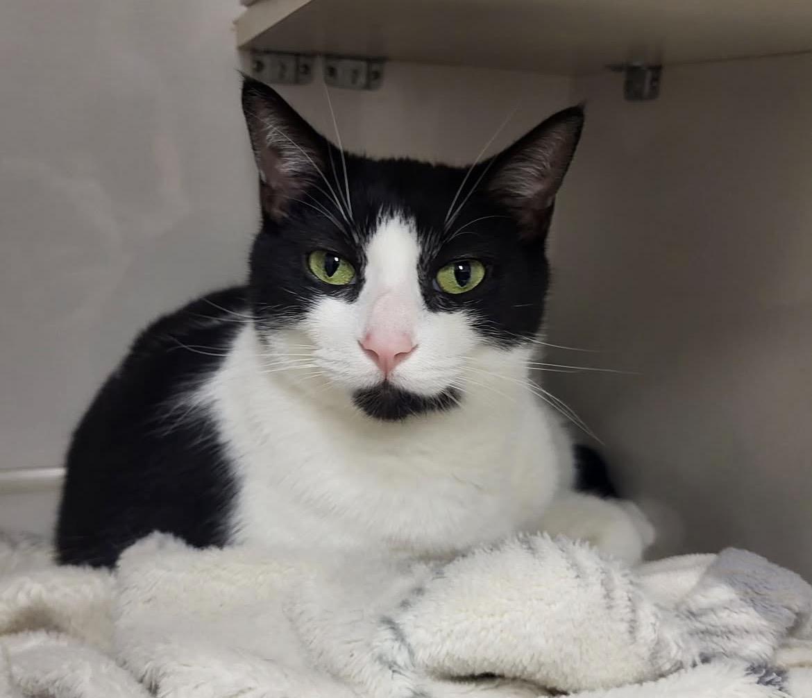 Egg Drop, a ADOPTABLE Domestic Short Hair in Maple Ridge, BC image 6/6