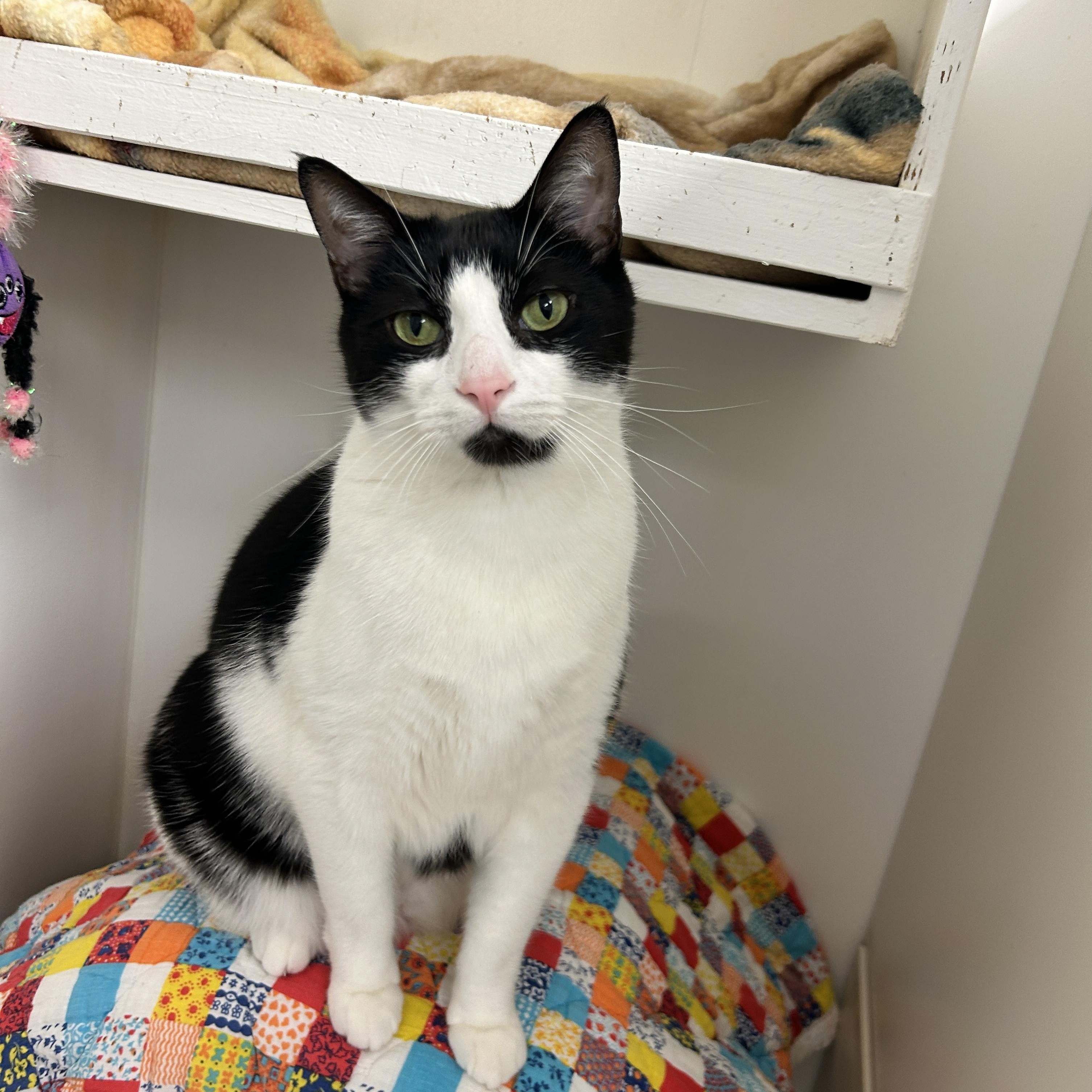 Egg Drop, a ADOPTABLE Domestic Short Hair in Maple Ridge, BC image 4/6