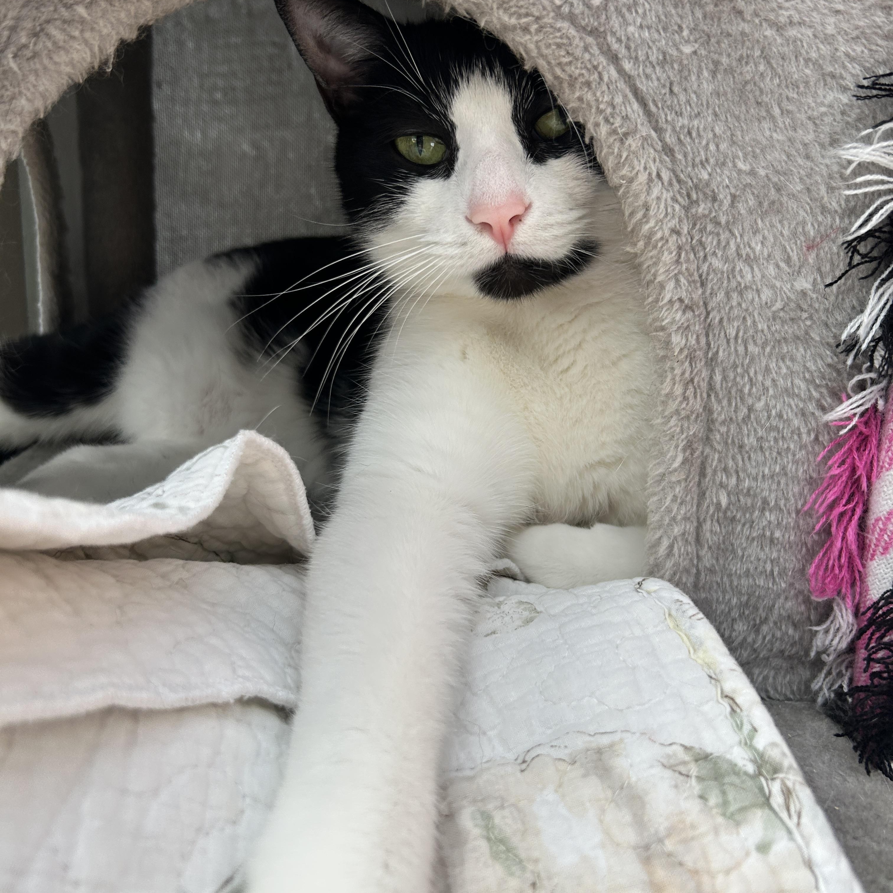 Egg Drop, ADOPTABLE, Adult Male Domestic Short Hair.
