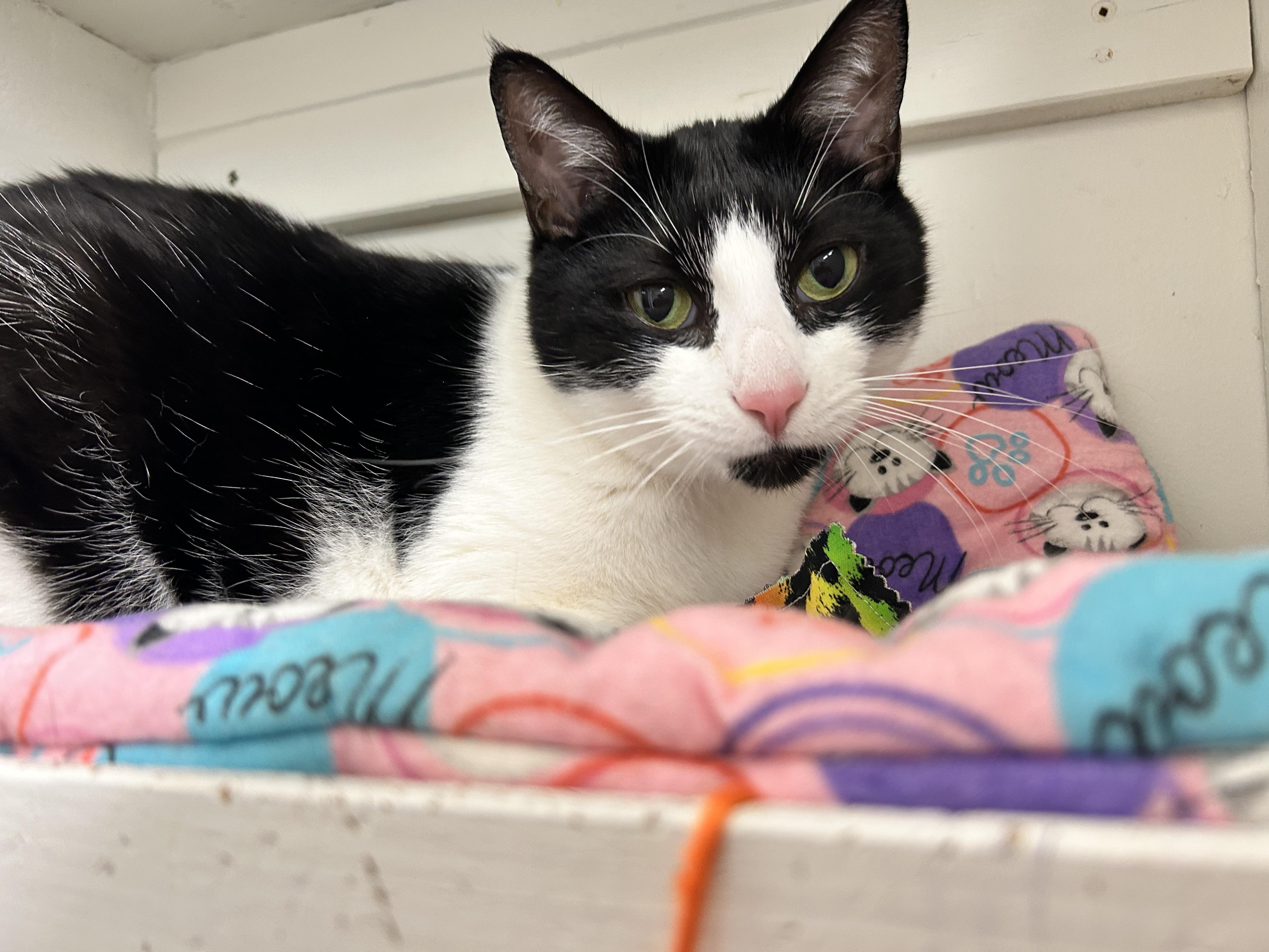 Egg Drop, a ADOPTABLE Domestic Short Hair in Maple Ridge, BC image 3/6