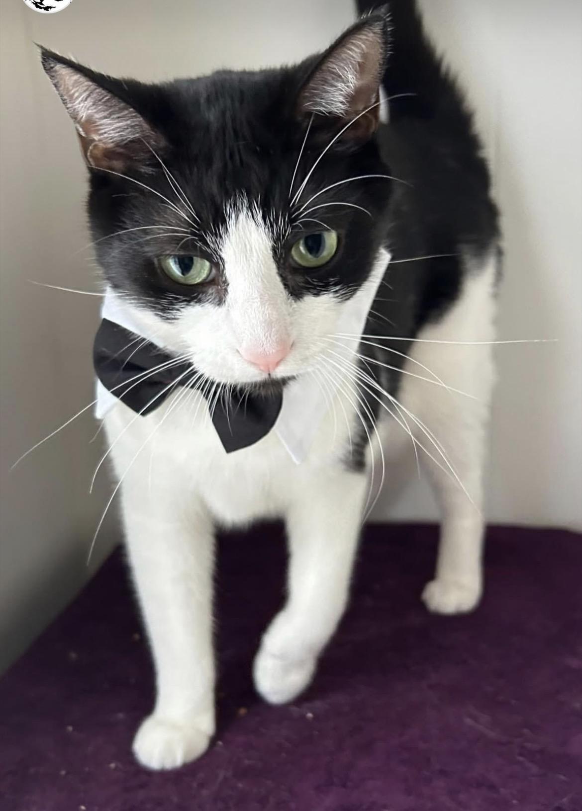 Egg Drop, ADOPTABLE, Adult Male Domestic Short Hair.