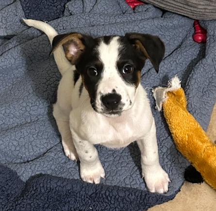 Enlarge Kona, a ADOPTABLE mixed breed in TUCSON, AZ image 2/3