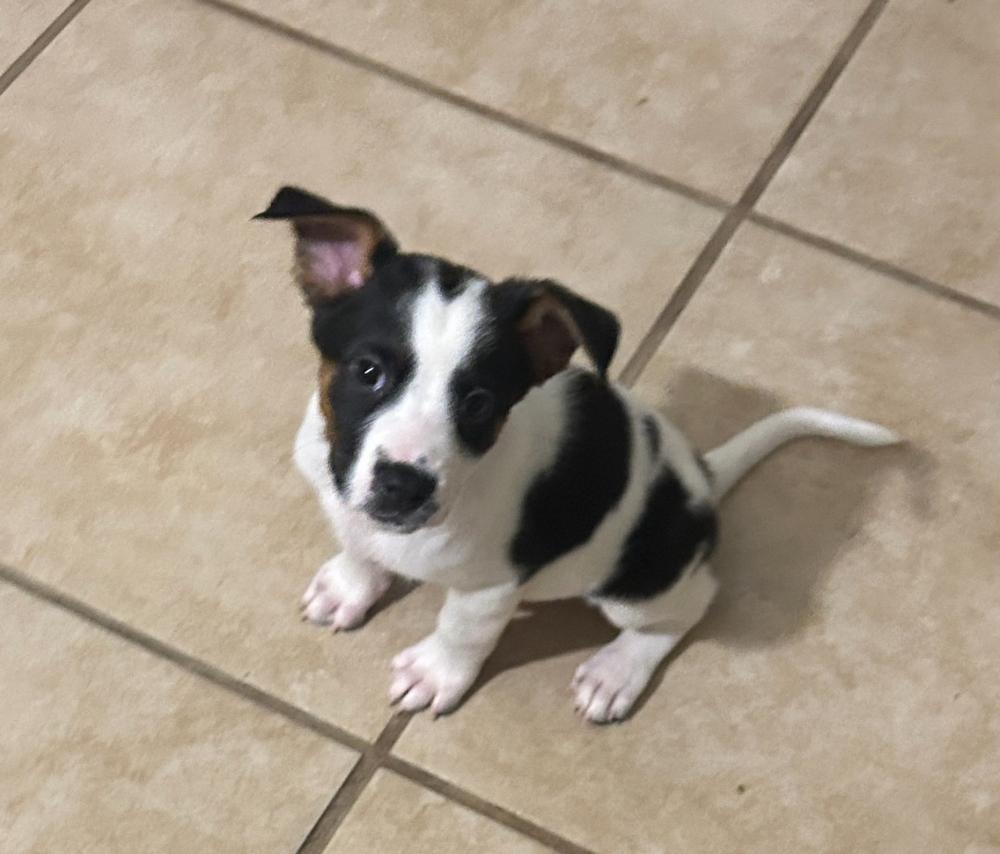 Kona, ADOPTABLE, Puppy Female Labrador Retriever & Rottweiler.