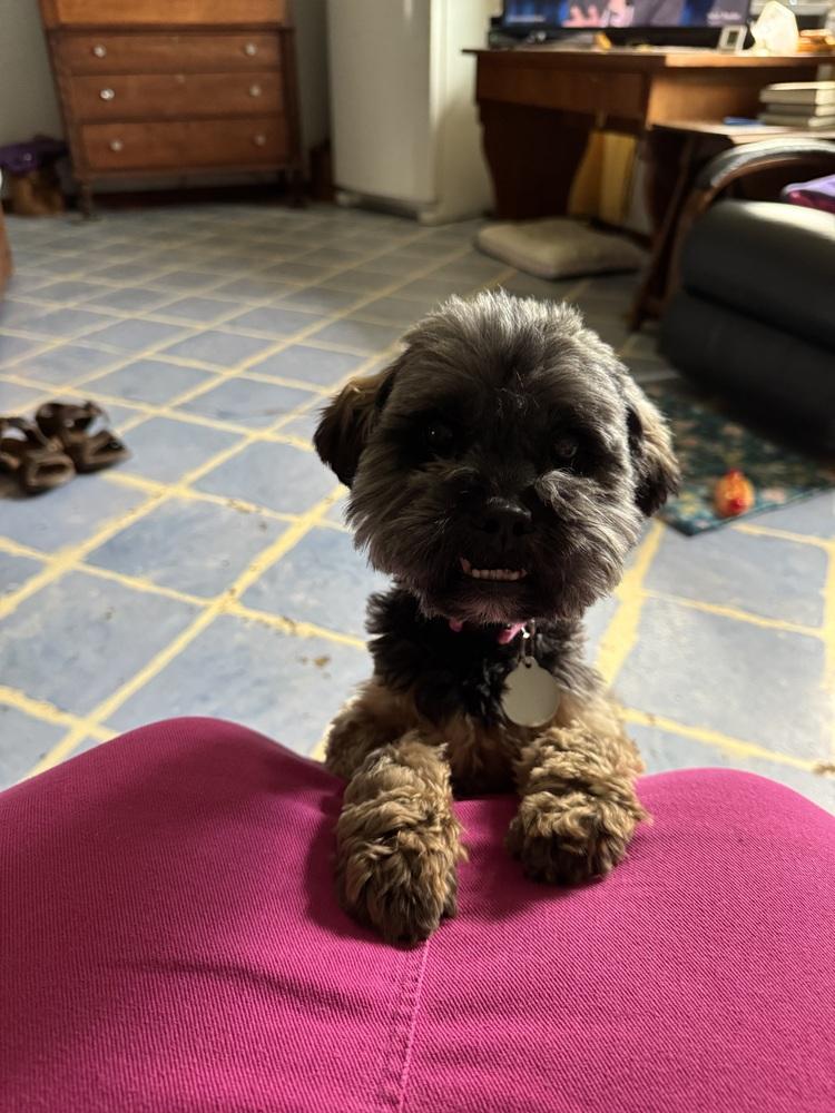 Susie, Adoptable, Senior Female Mixed Breed.