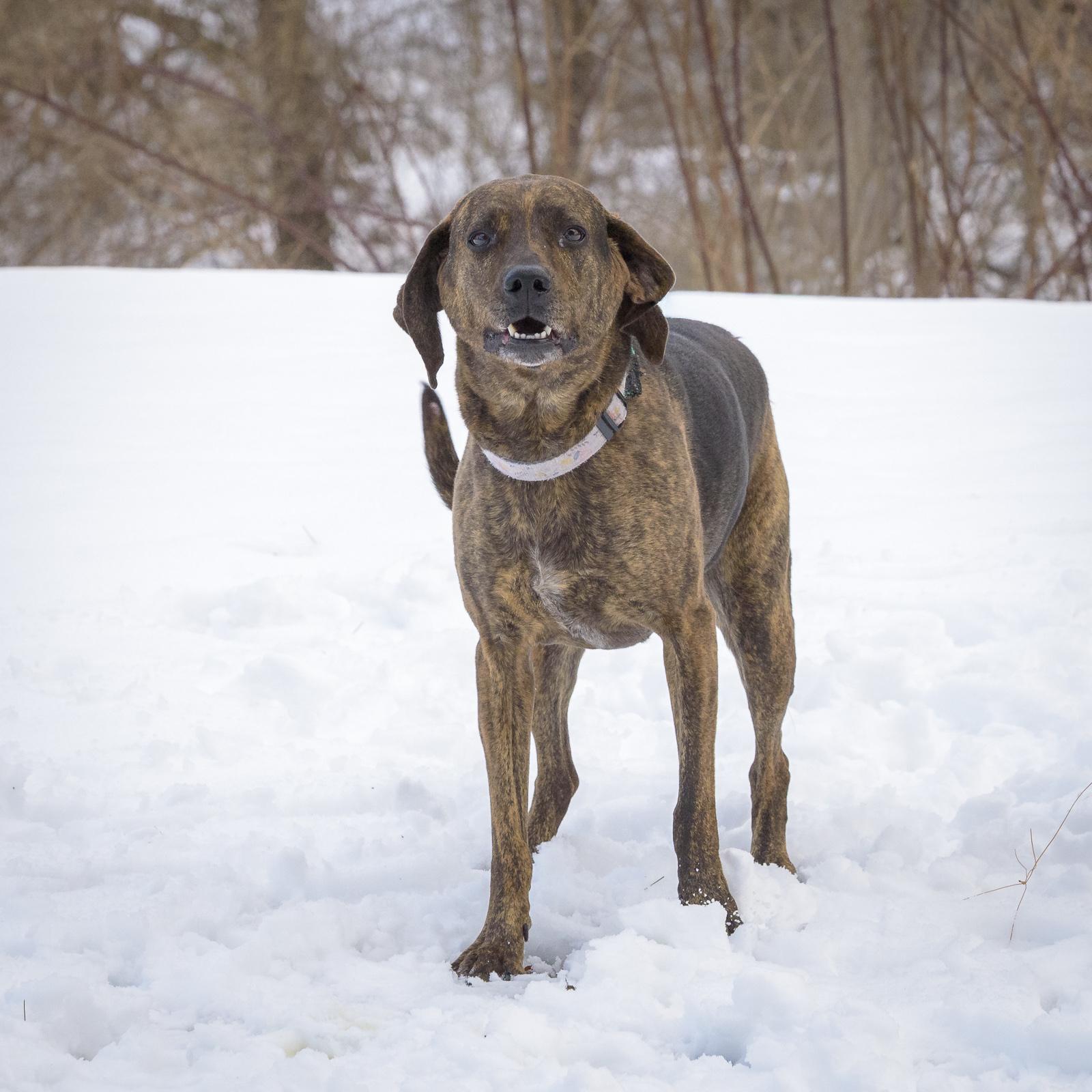 Sweet Pea — thumbnail 3