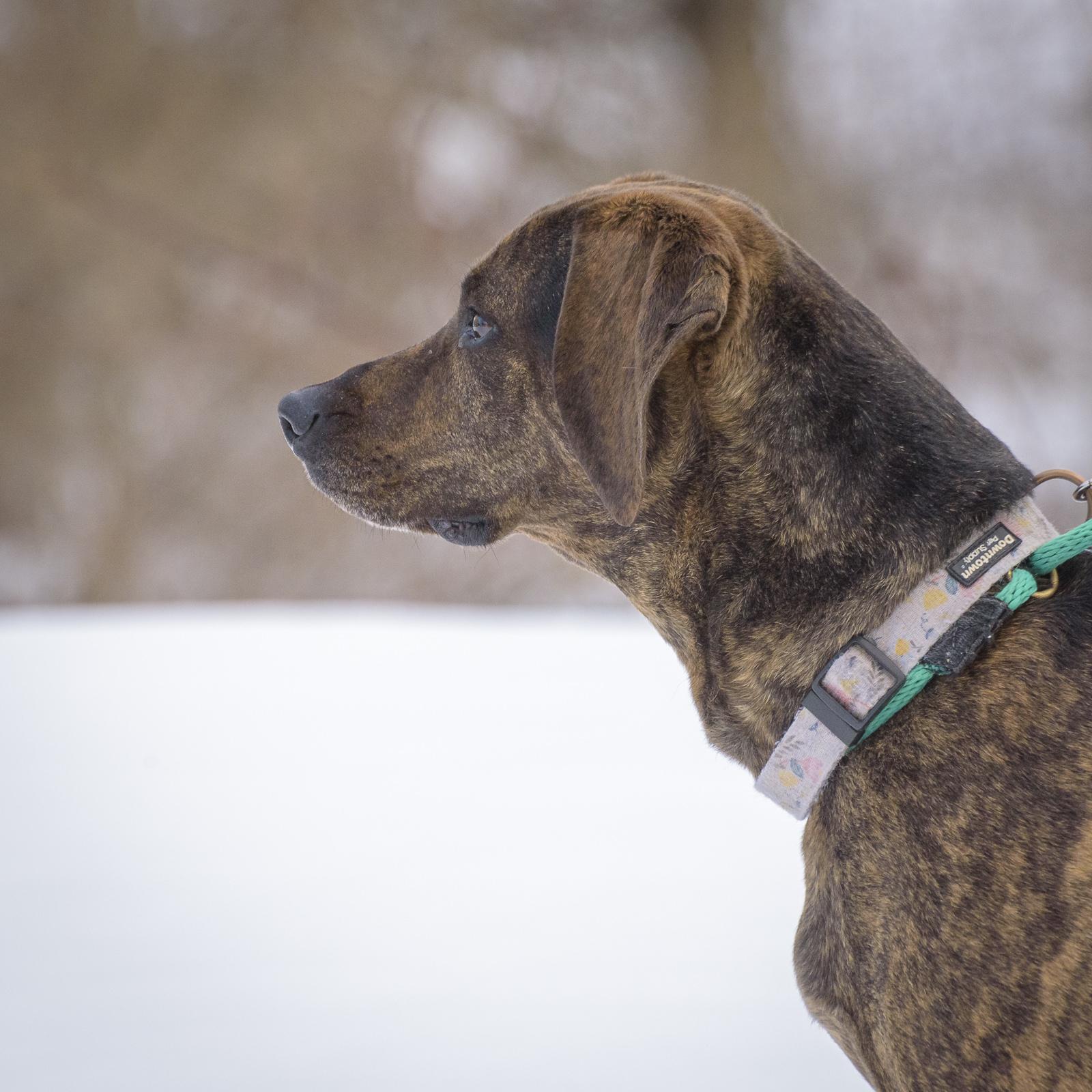 Sweet Pea — thumbnail 4