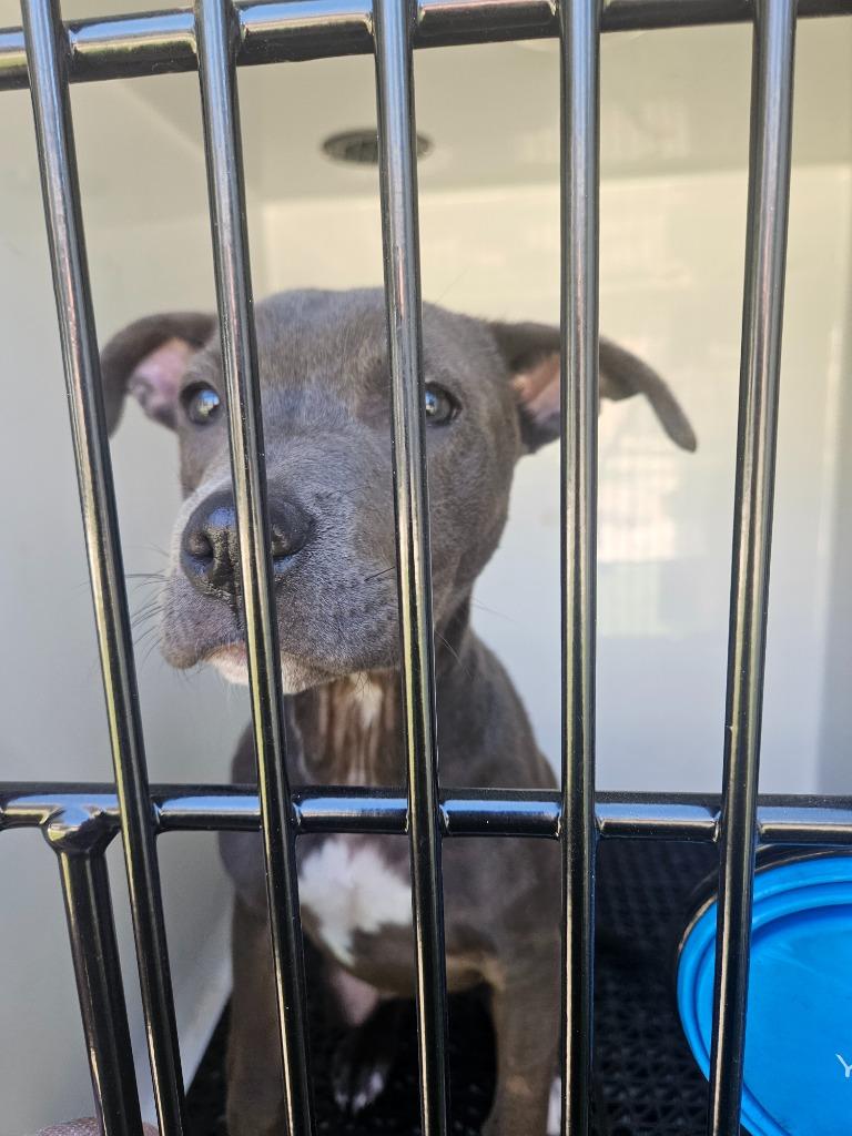 Enlarge Kelsea, a Adopted Pit Bull Terrier in Vineland, NJ image 1/2