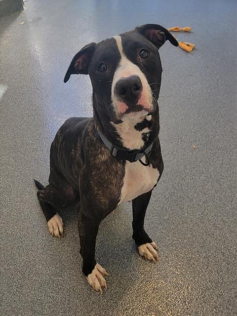 Enlarge FERN, a Adoptable Pit Bull Terrier in Toledo, OH image 1/1