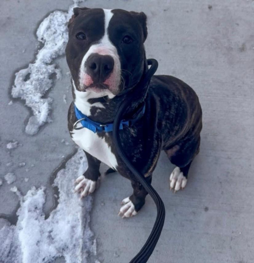 FERN, Adoptable, Young Female Pit Bull Terrier.