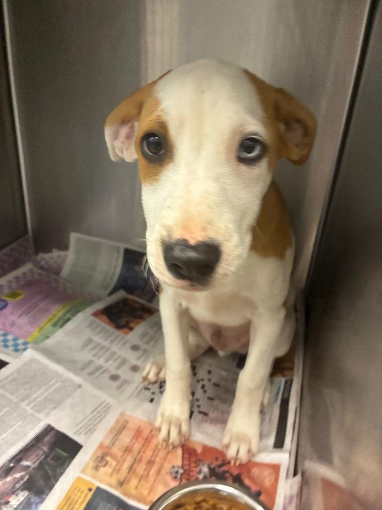 Big Mac, Adoptable, Puppy Male Mixed Breed.