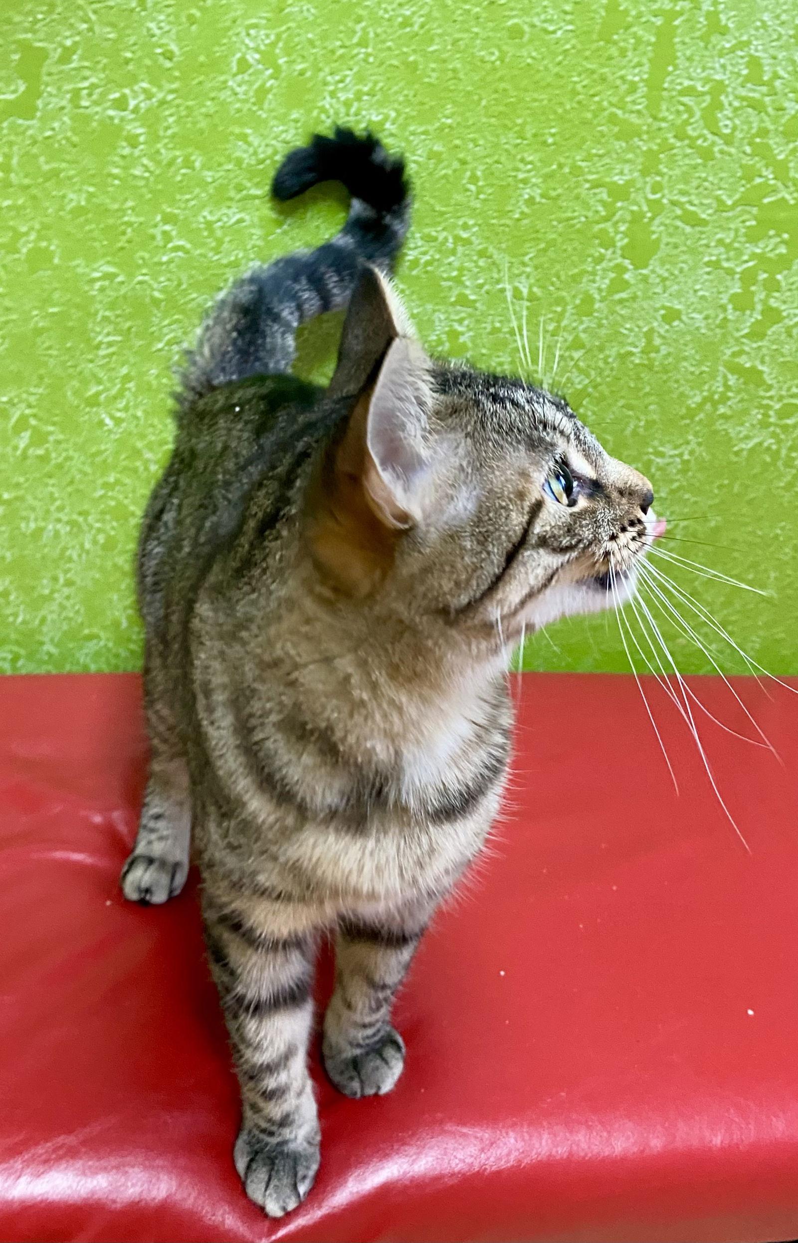 S'mores, Adoptable, Adult Female Domestic Short Hair & Tabby.
