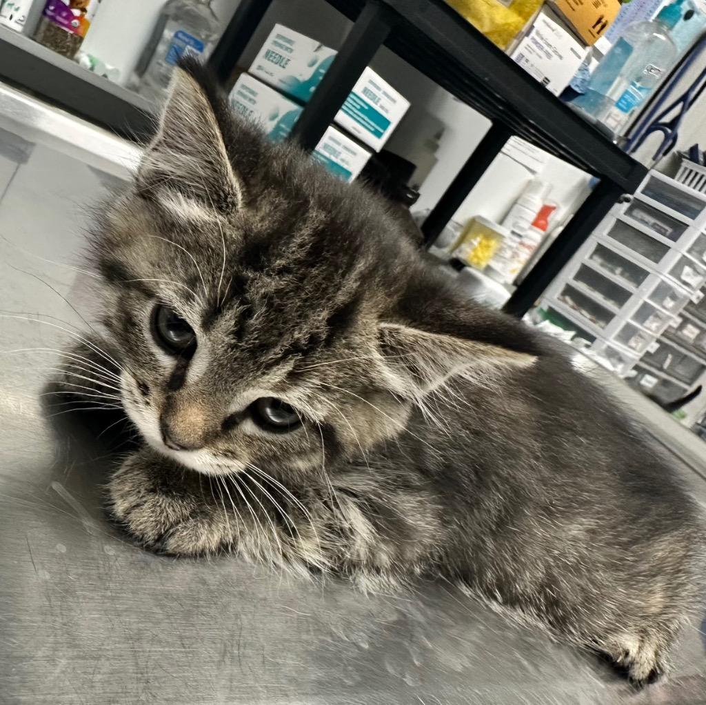 Clover, Adoptable, Kitten Female Domestic Short Hair.