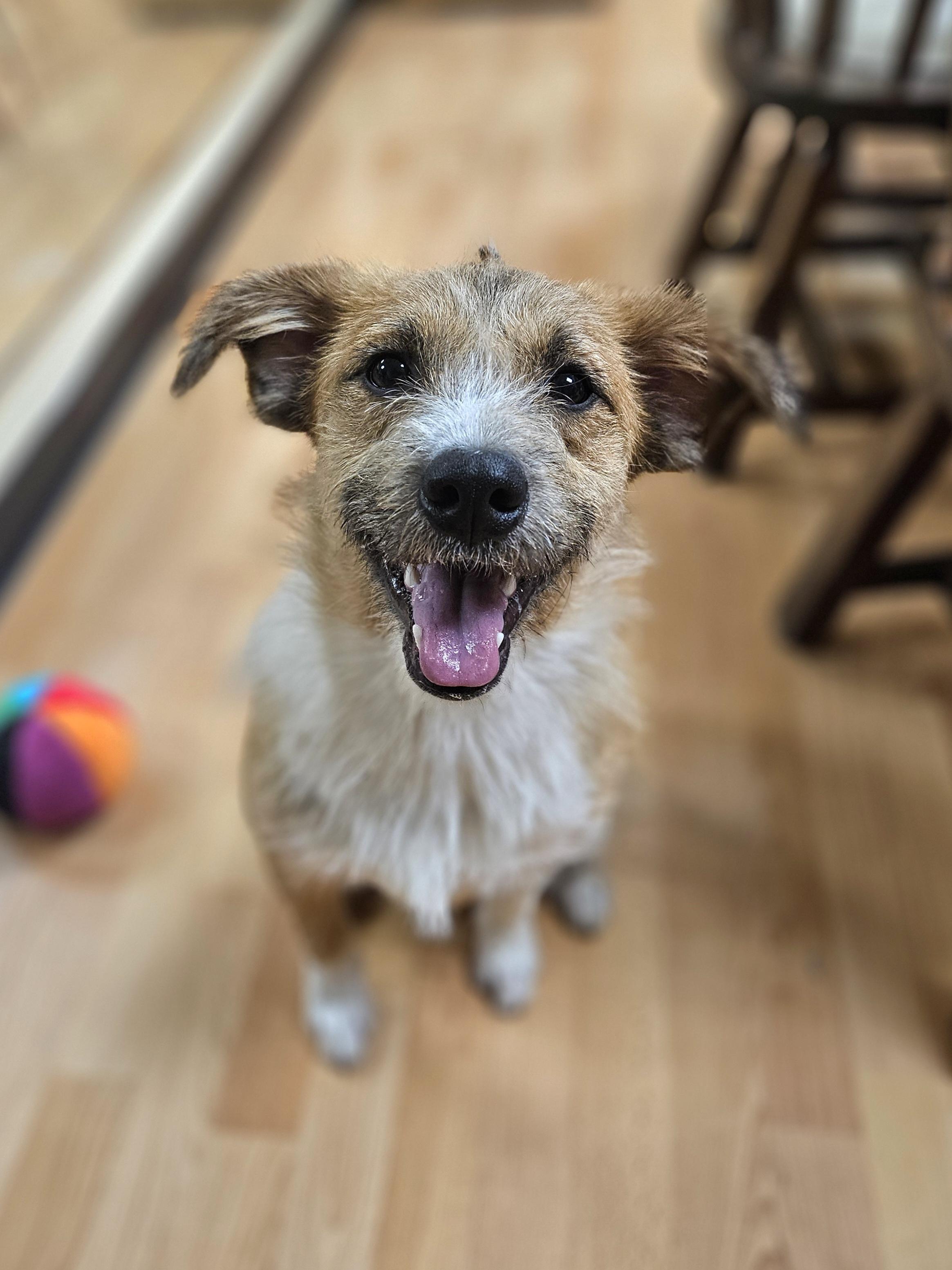 Enlarge MAXWELL   $425, a ADOPTABLE mixed breed in Milwaukee, WI image 5/5