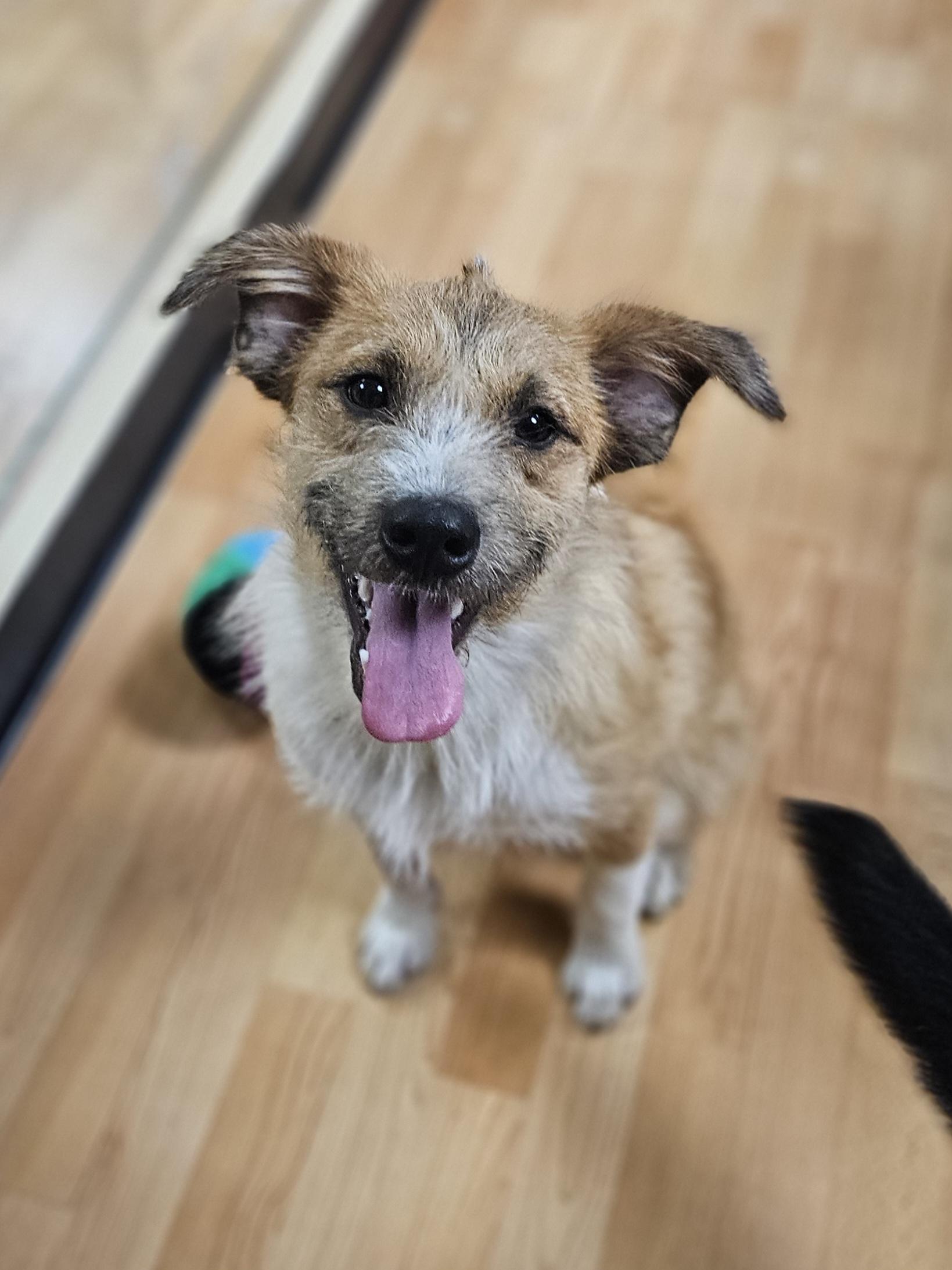 Enlarge MAXWELL   $425, a ADOPTABLE mixed breed in Milwaukee, WI image 1/5