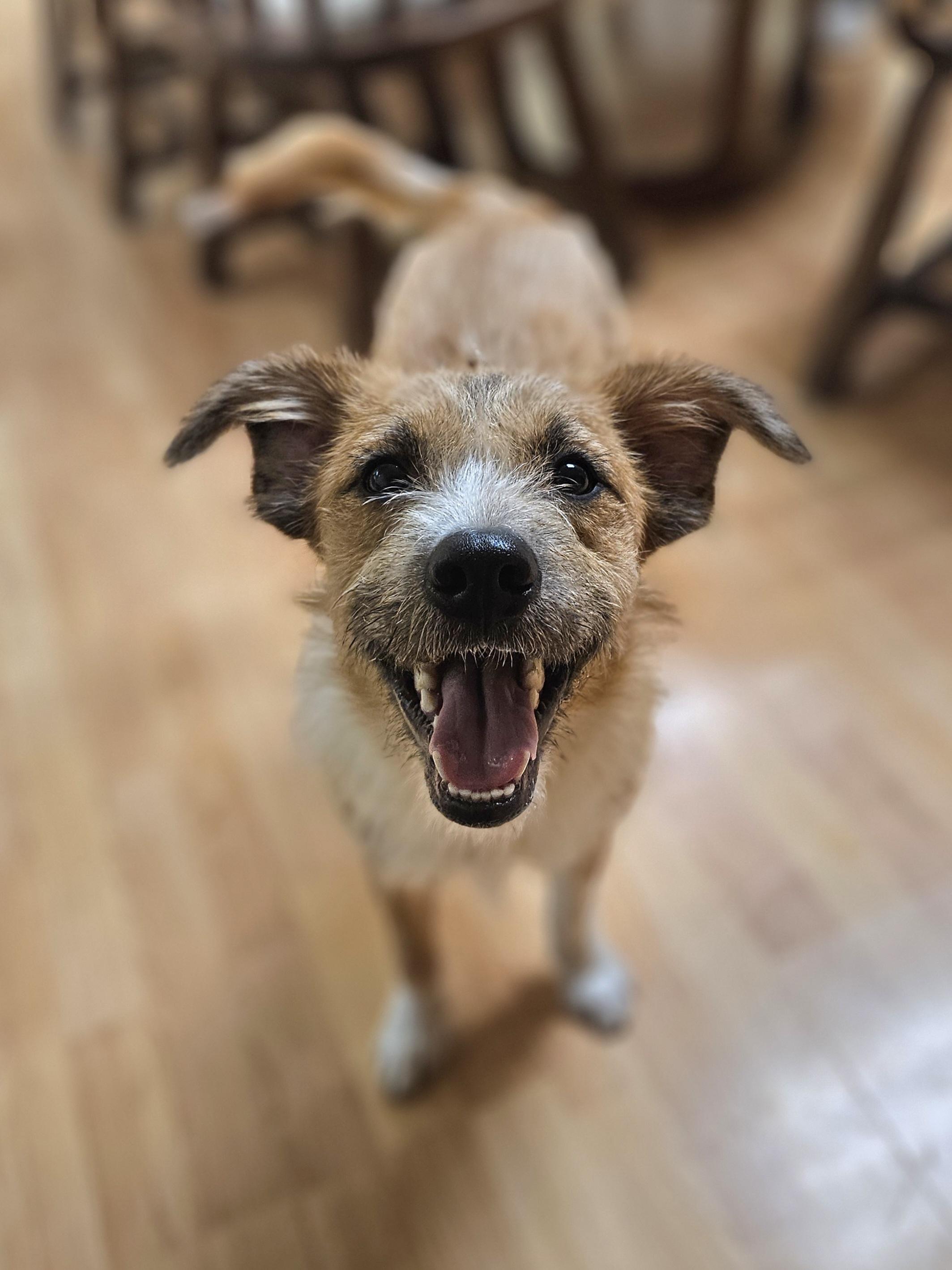 Enlarge MAXWELL   $425, a ADOPTABLE mixed breed in Milwaukee, WI image 3/5