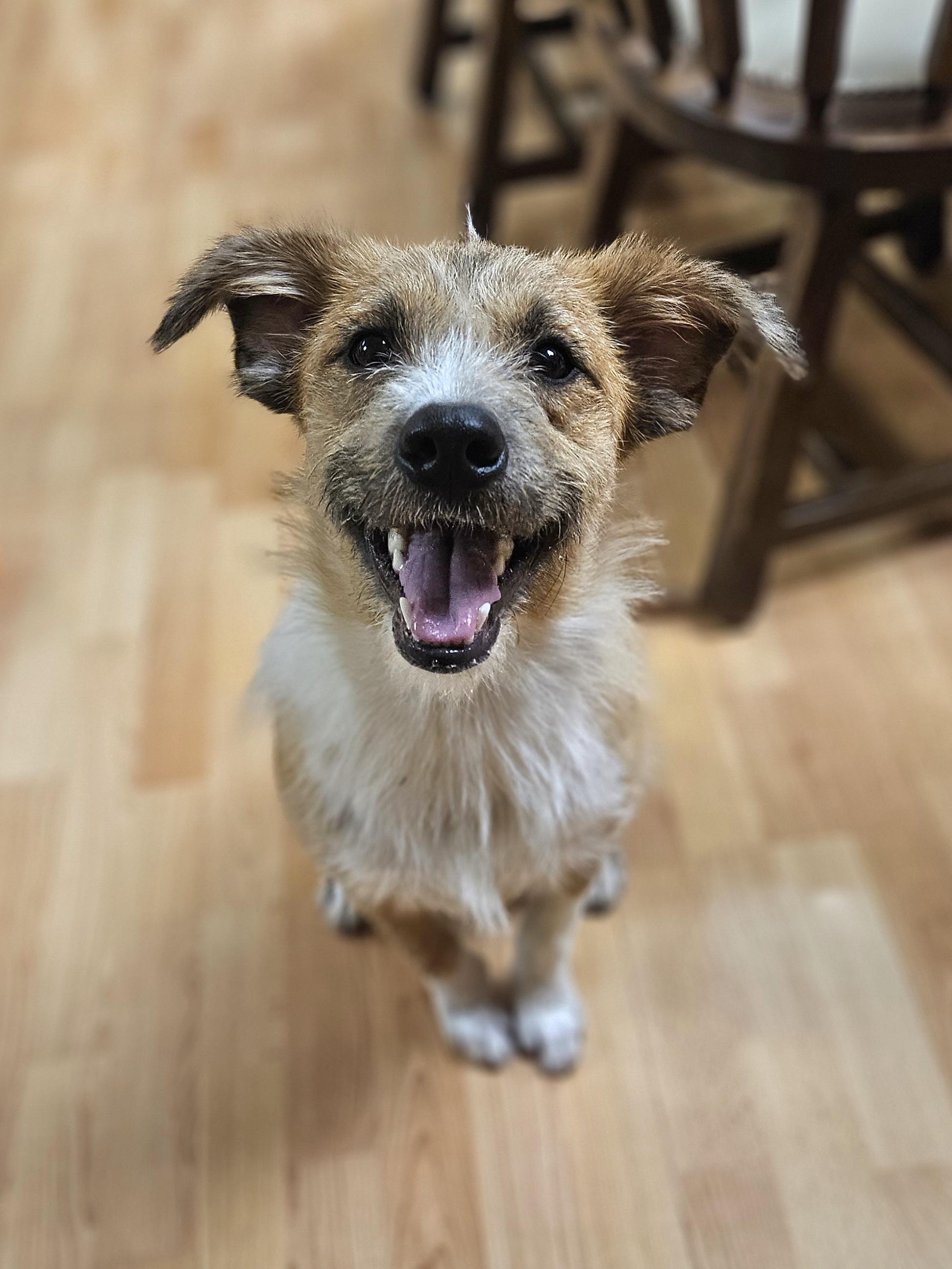Enlarge MAXWELL   $425, a ADOPTABLE mixed breed in Milwaukee, WI image 2/5
