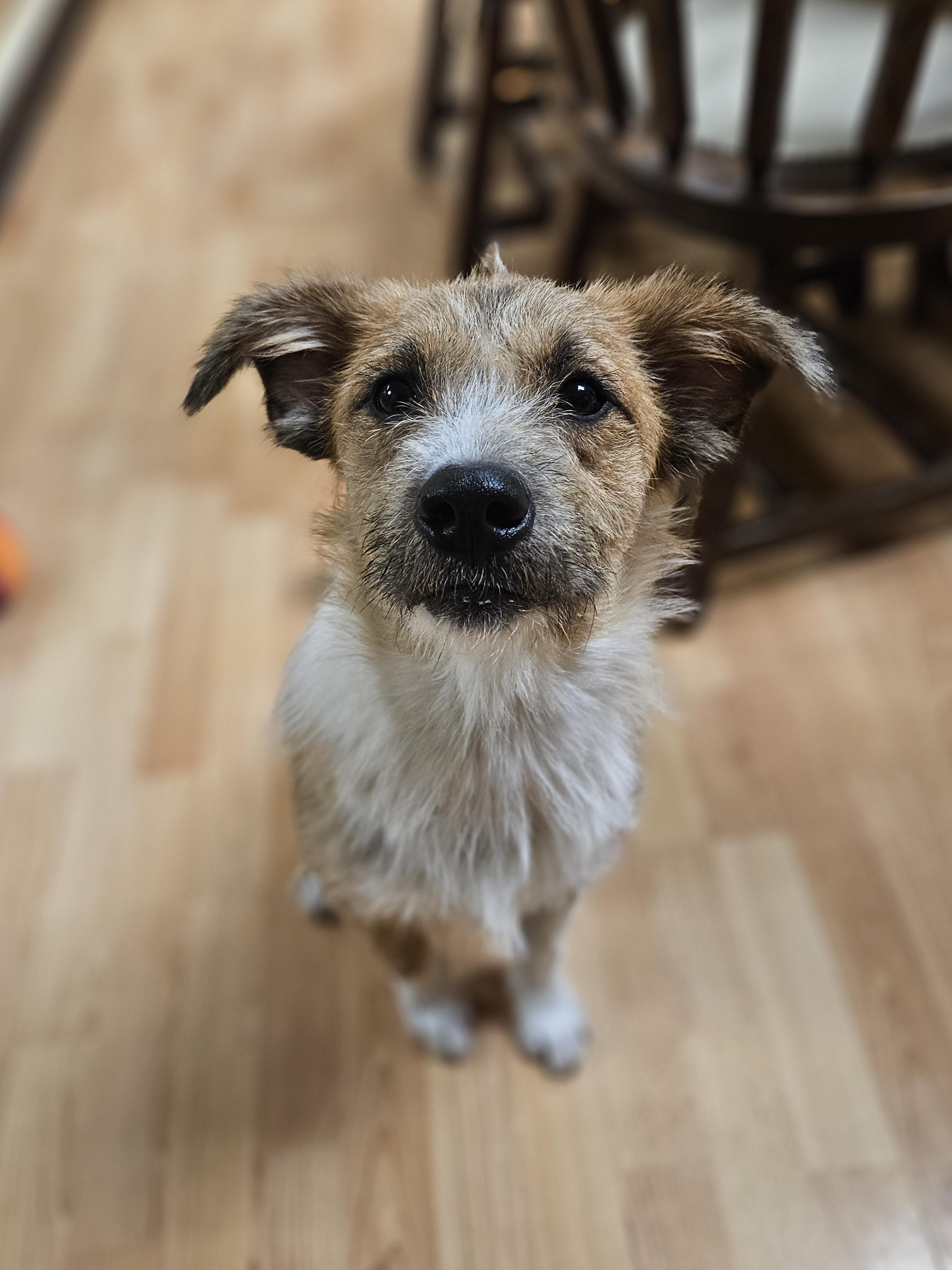 Enlarge MAXWELL   $425, a ADOPTABLE mixed breed in Milwaukee, WI image 4/5
