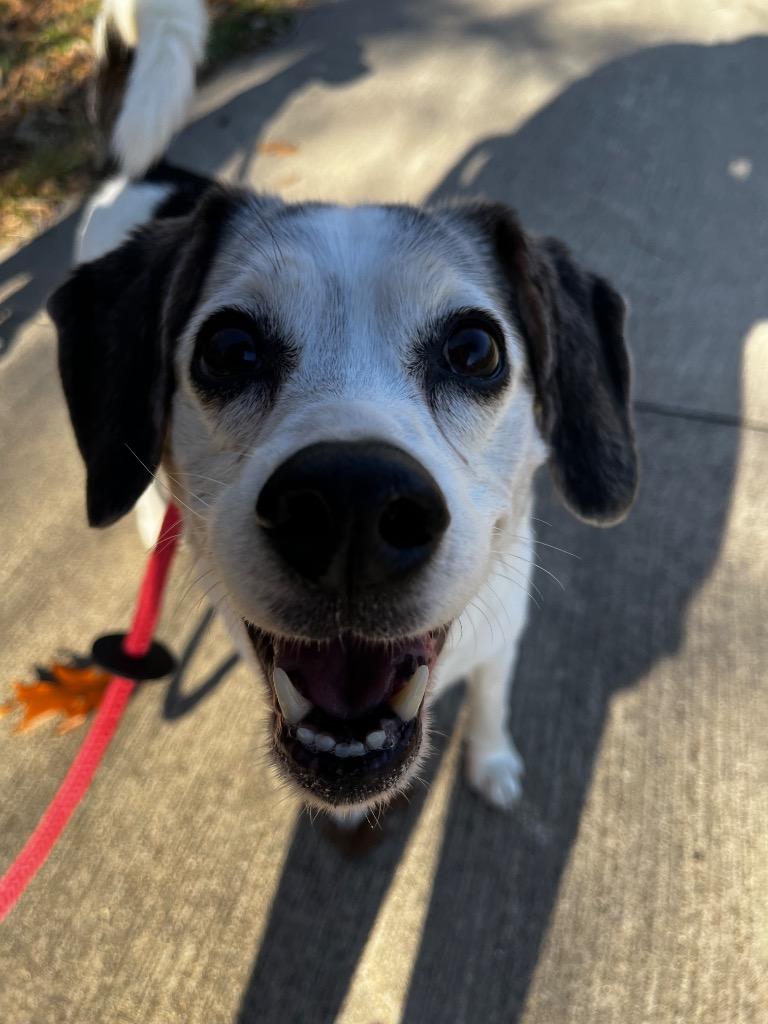 Buddie, Adoptable, Senior Male Terrier.