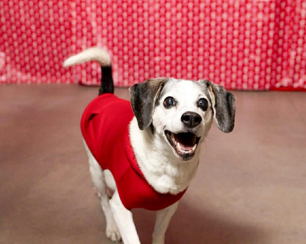 Enlarge Buddie, a Adoptable Terrier in Johnston, IA image 1/6