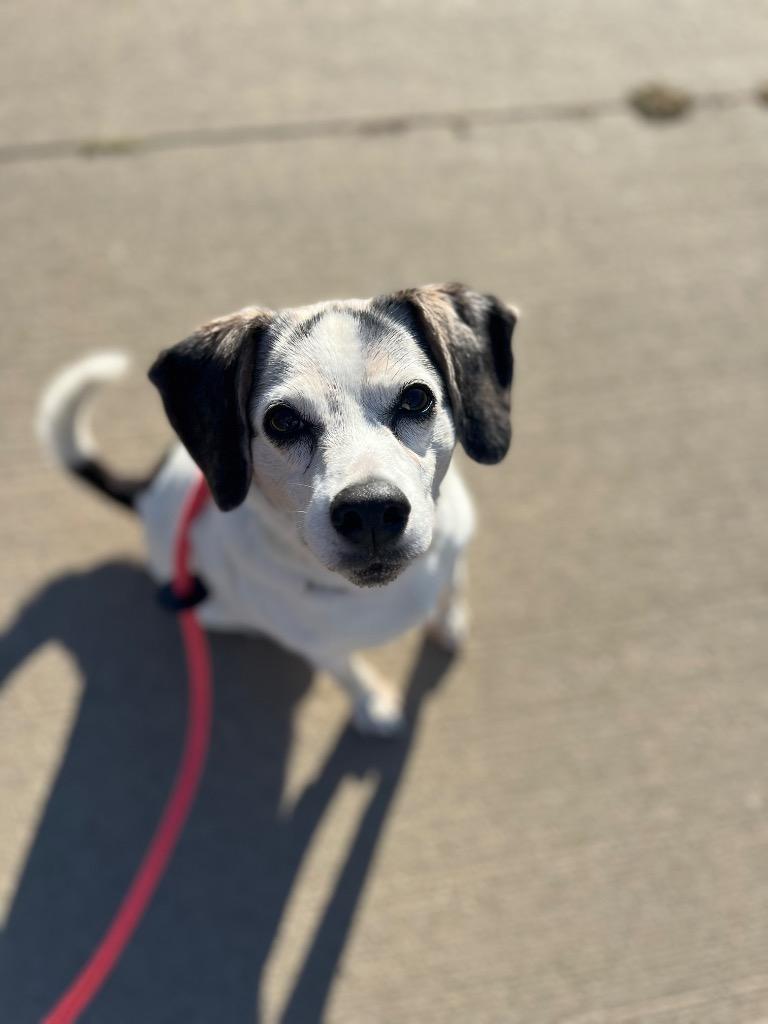 Enlarge Buddie, a Adoptable Terrier in Johnston, IA image 2/6