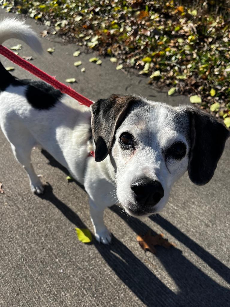 Buddie, a Adoptable Terrier image 2/6