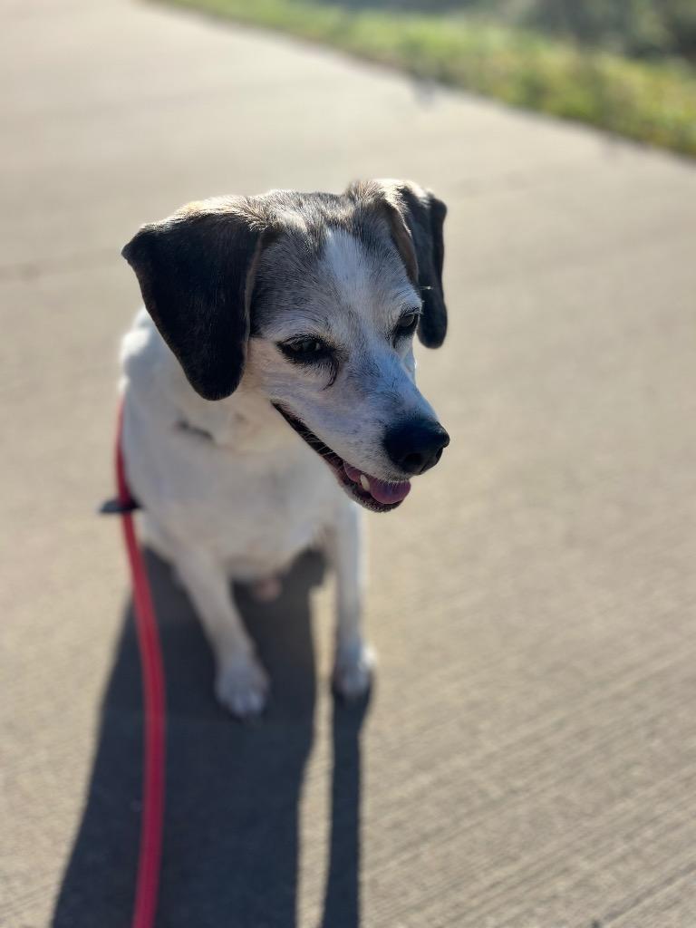 Enlarge Buddie, a Adoptable Terrier in Johnston, IA image 3/6