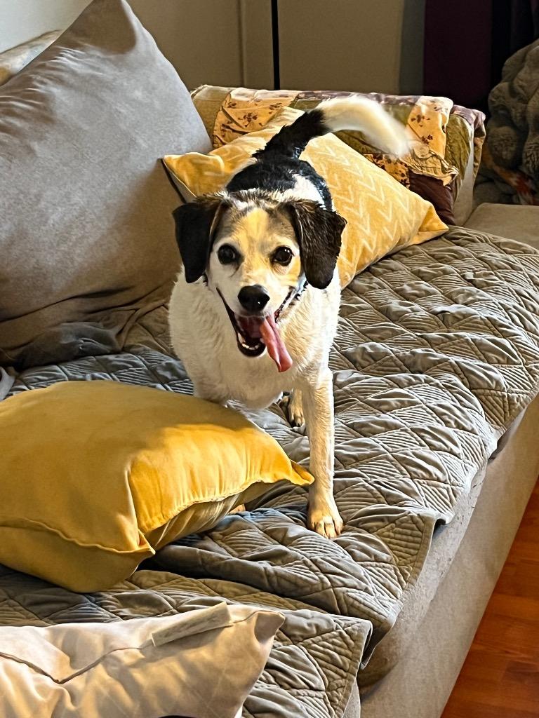 Enlarge Buddie, a Adoptable Terrier in Johnston, IA image 5/6