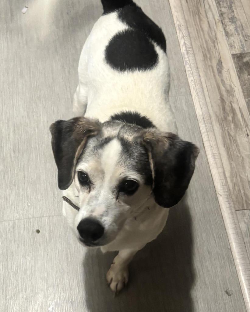 Enlarge Buddie, a Adoptable Terrier in Johnston, IA image 6/6