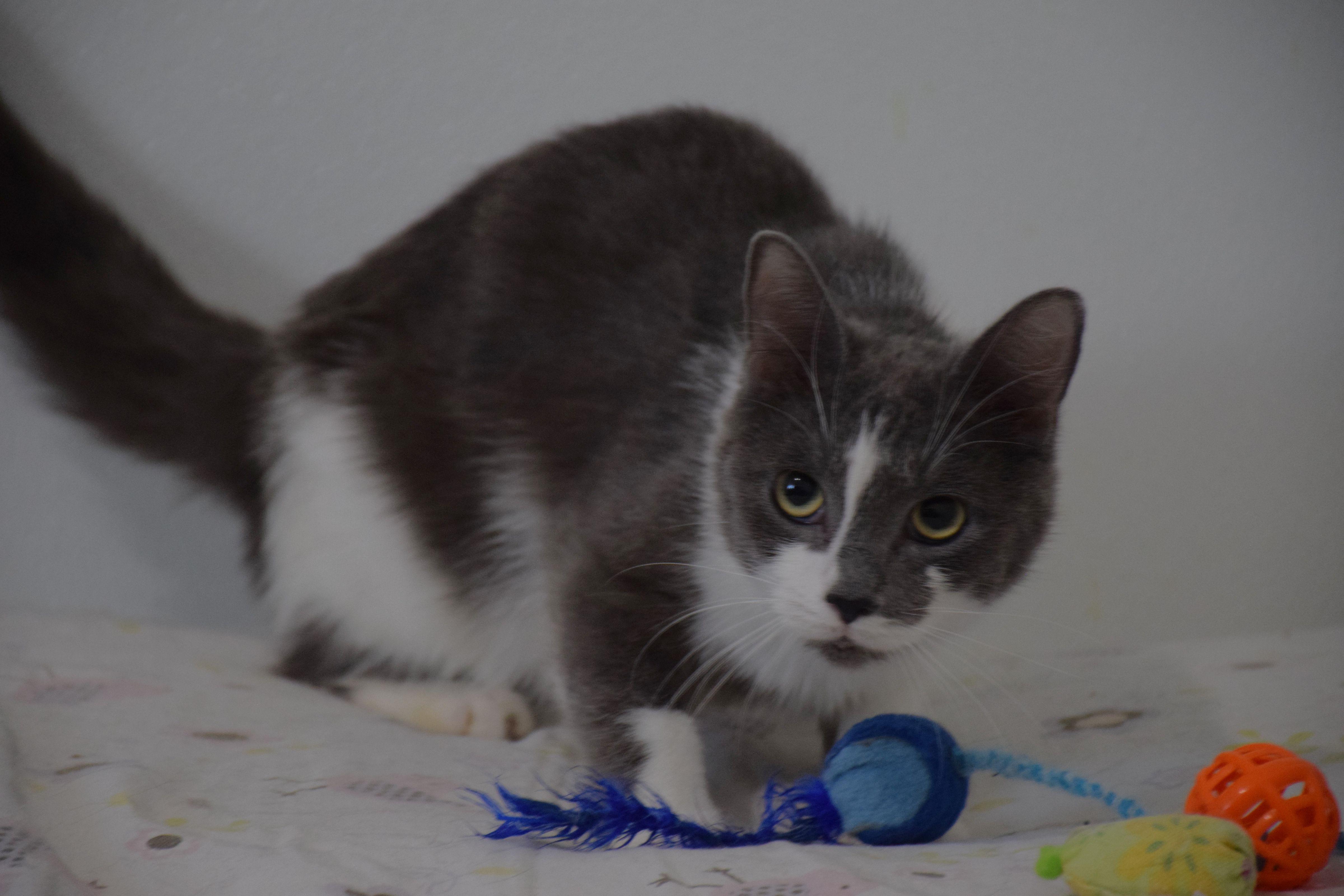 Enlarge Daphne, a ADOPTABLE Domestic Short Hair in Claresholm, AB image 1/1