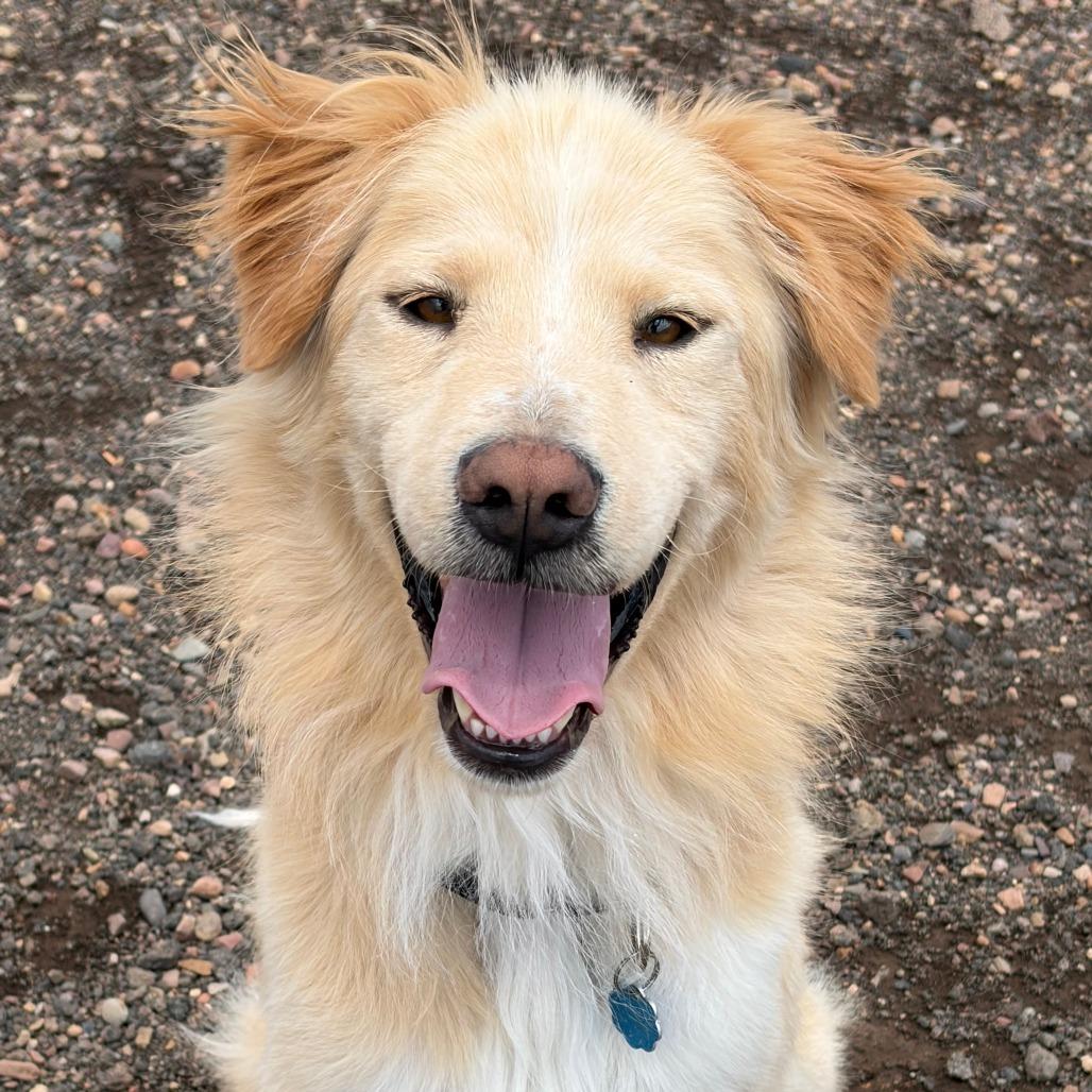 Doodle, Adoptable, Adult Male Golden Retriever & Australian Shepherd.