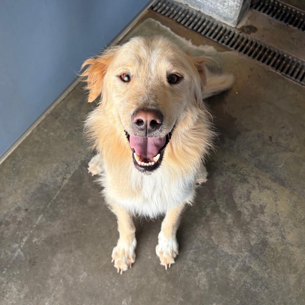 Doodle, a Adoptable mixed breed in Show Low, AZ image 2/3