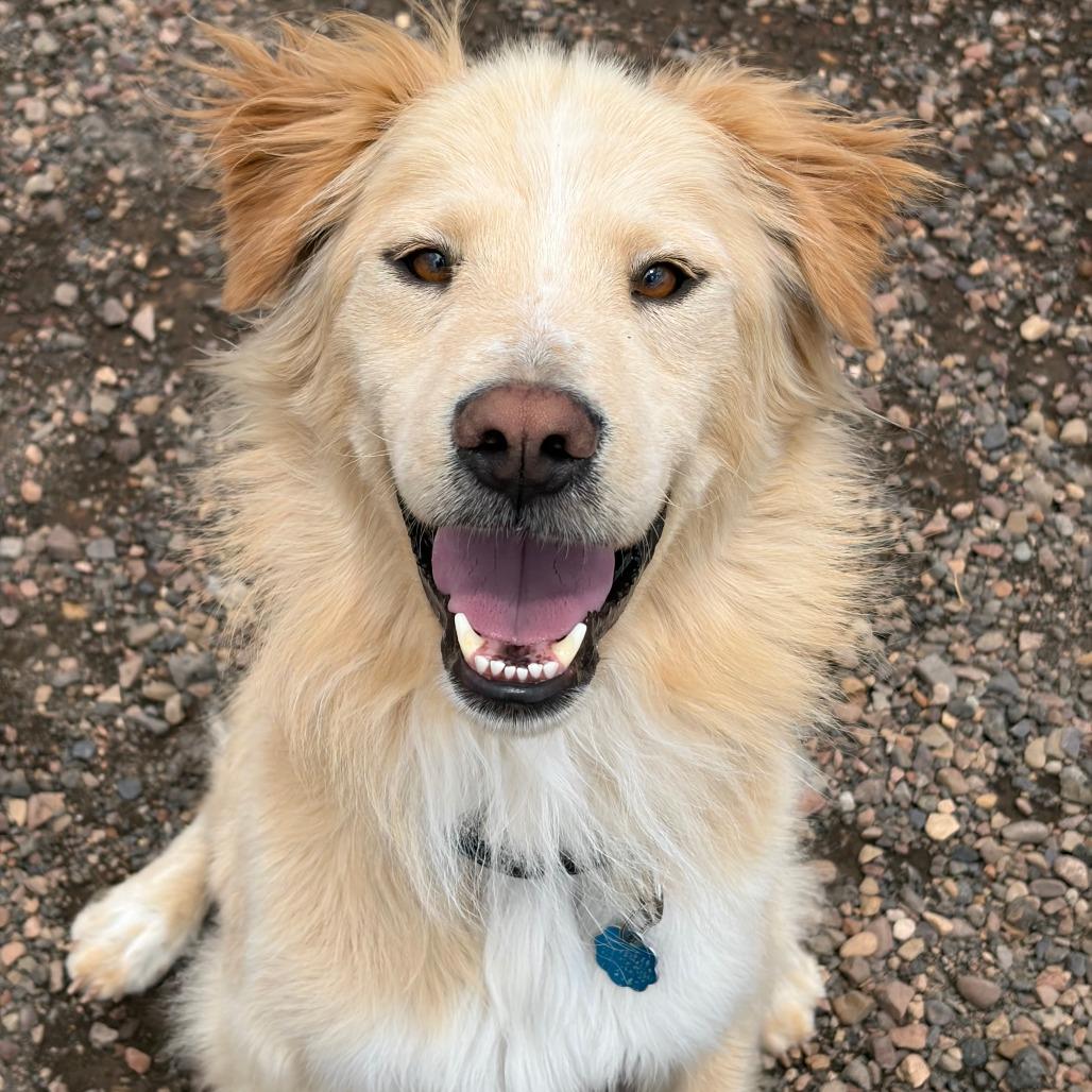 Doodle, a Adoptable mixed breed in Show Low, AZ image 3/3