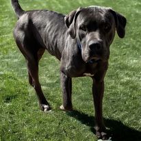Enlarge Louie, a Adopted Cane Corso in Hopkinsville, KY image 1/2