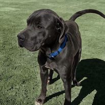 Enlarge Louie, a Adopted Cane Corso in Hopkinsville, KY image 2/2