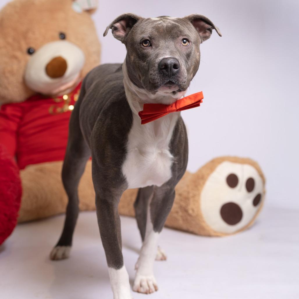 Enlarge Bobby, a Adoptable Pit Bull Terrier in Chattanooga, TN image 1/6