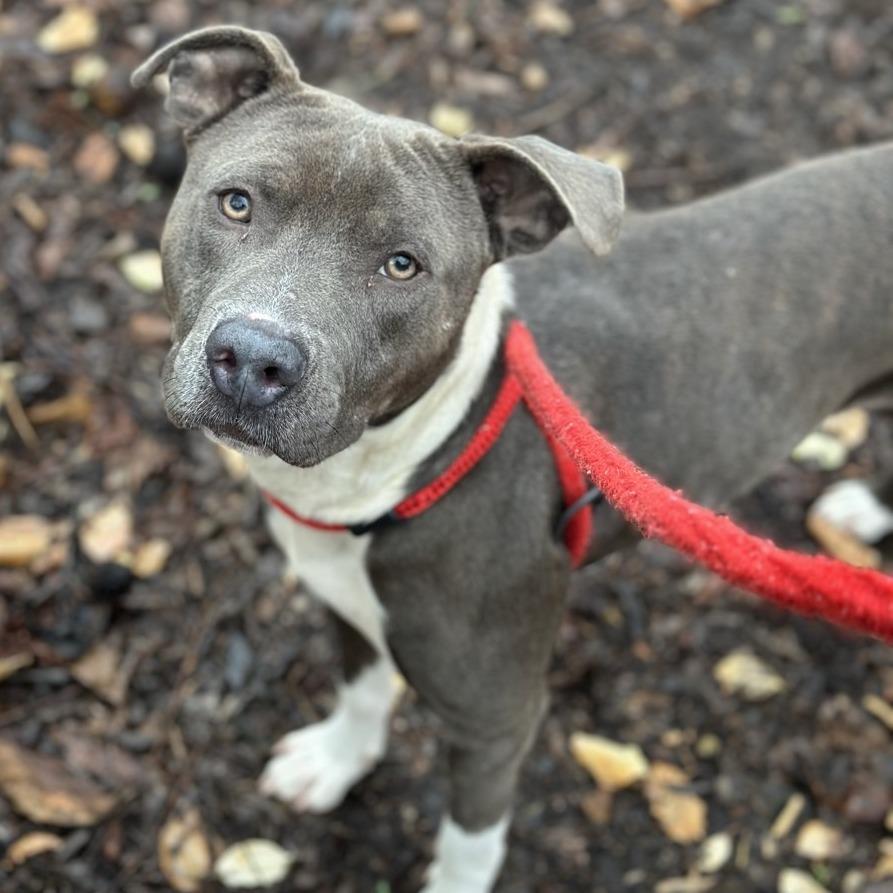 Bobby, Adoptable, Adult Male Pit Bull Terrier.