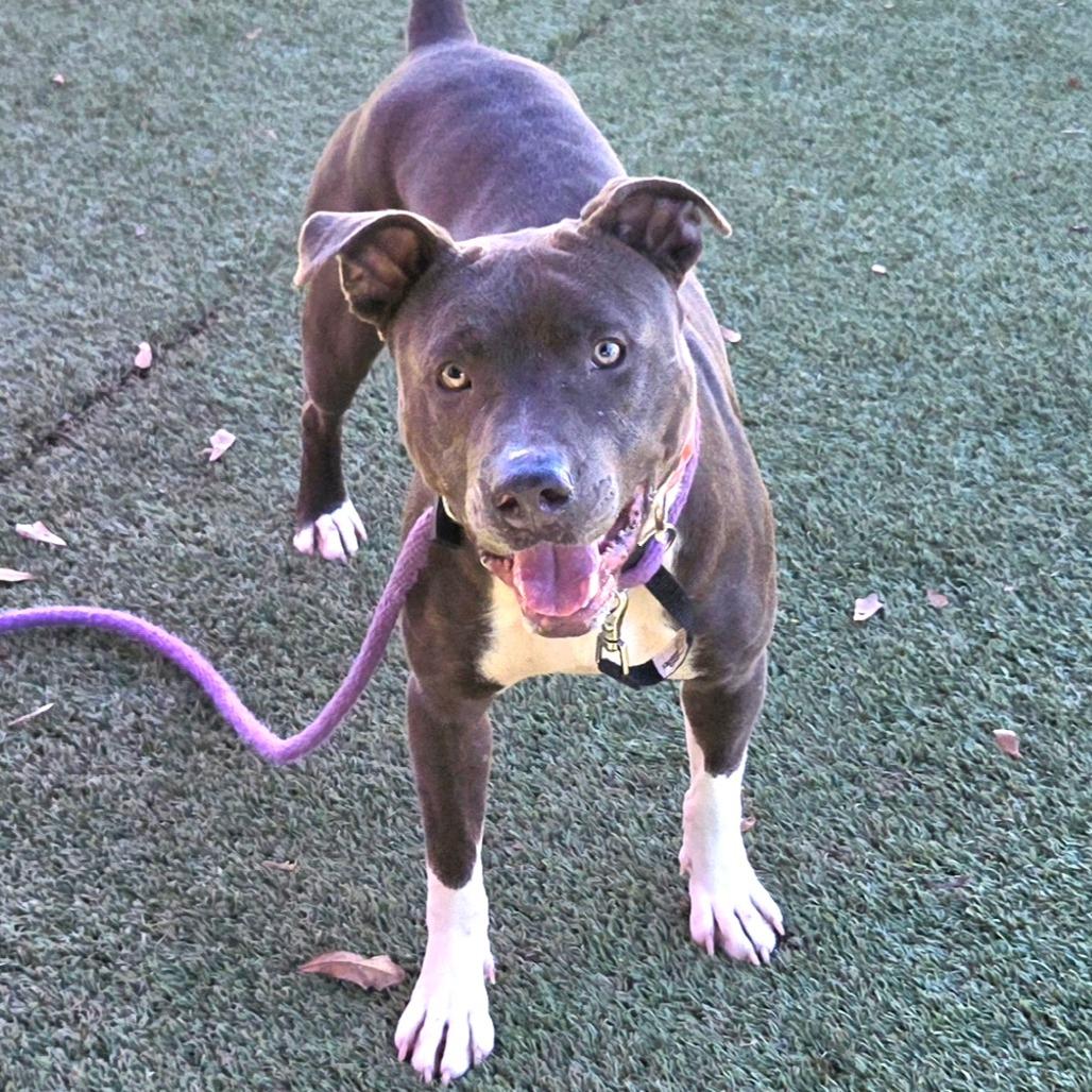 Enlarge Bobby, a Adoptable Pit Bull Terrier in Chattanooga, TN image 2/6