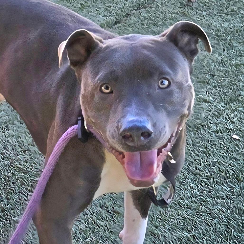 Enlarge Bobby, a Adoptable Pit Bull Terrier in Chattanooga, TN image 3/6