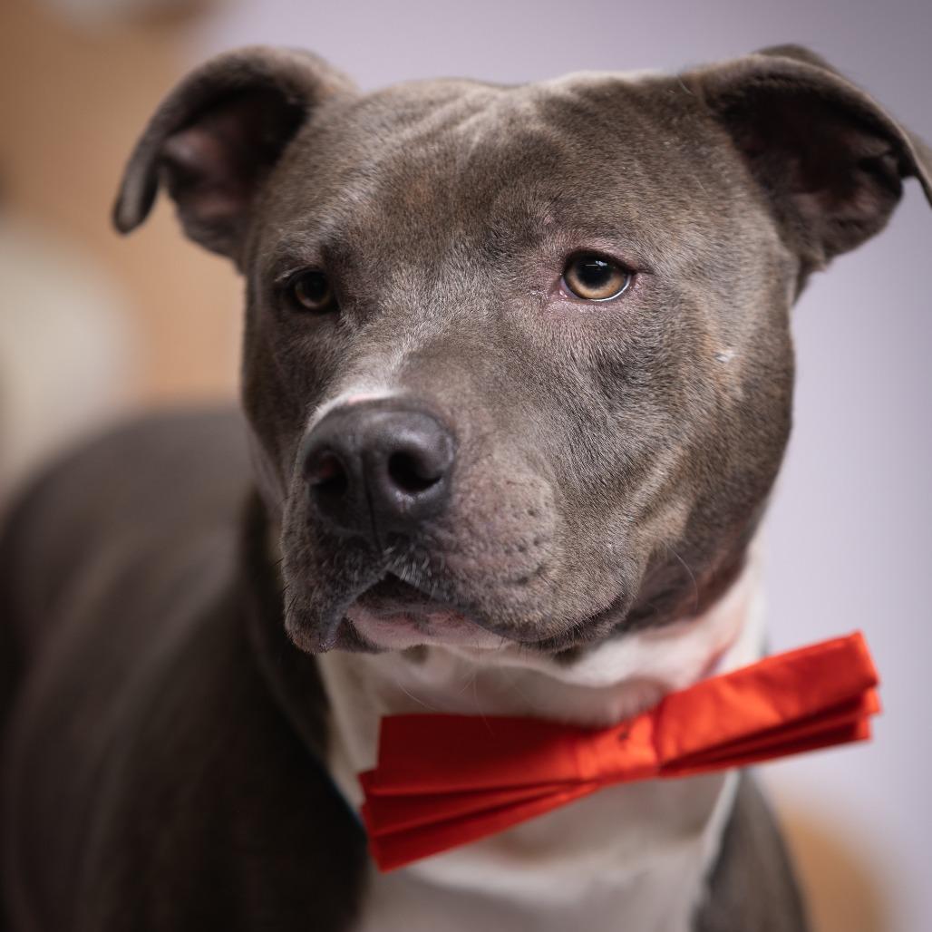 Enlarge Bobby, a Adoptable Pit Bull Terrier in Chattanooga, TN image 3/6