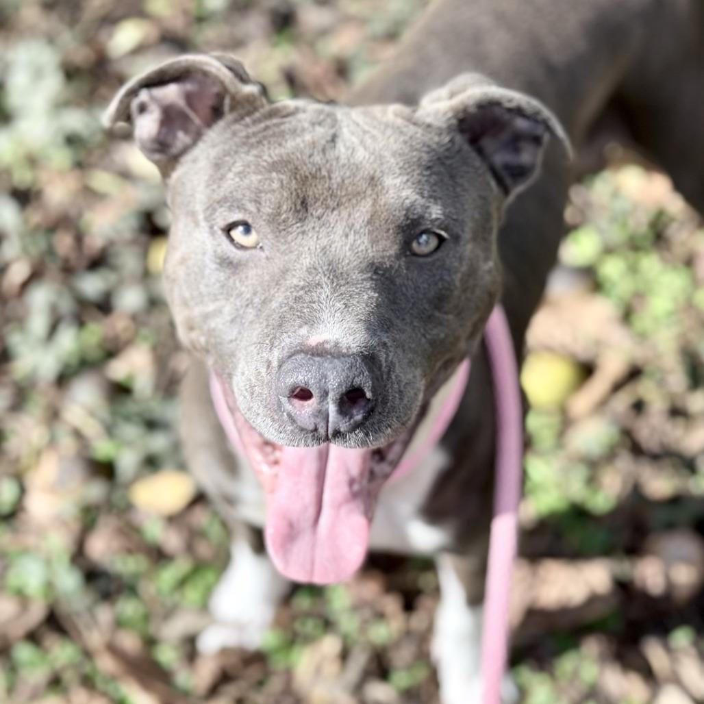 Enlarge Bobby, a Adoptable Pit Bull Terrier in Chattanooga, TN image 4/6
